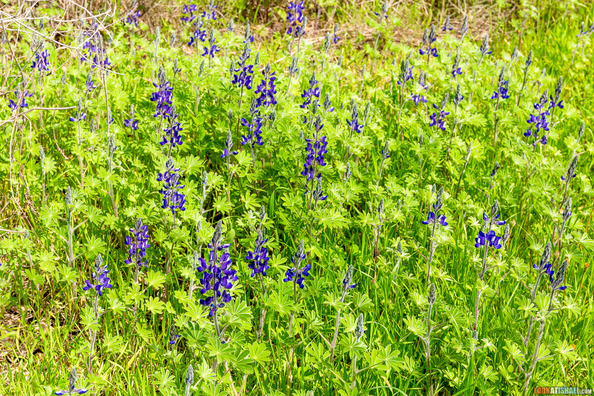 Ботанический сад Иерусалима, весна и цветение | LookAtIsrael.com - Фото путешествия по Израилю