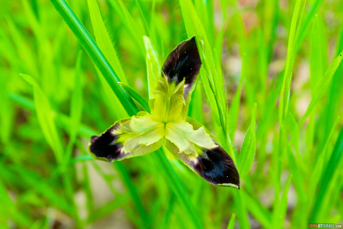 Ботанический сад Иерусалима, весна и цветение | LookAtIsrael.com - Фото путешествия по Израилю
