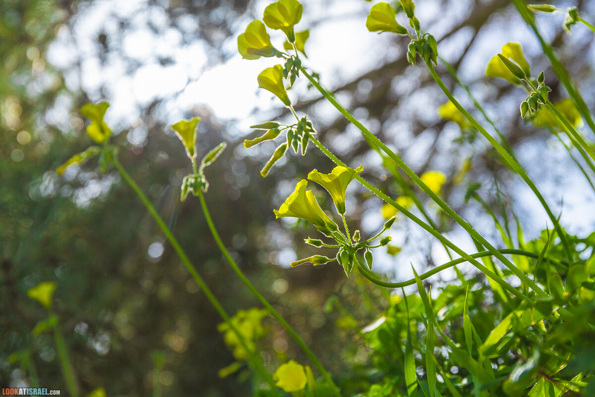 Ботанический сад Иерусалима, весна и цветение | LookAtIsrael.com - Фото путешествия по Израилю