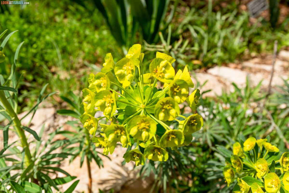Ботанический сад Иерусалима, весна и цветение | LookAtIsrael.com - Фото путешествия по Израилю