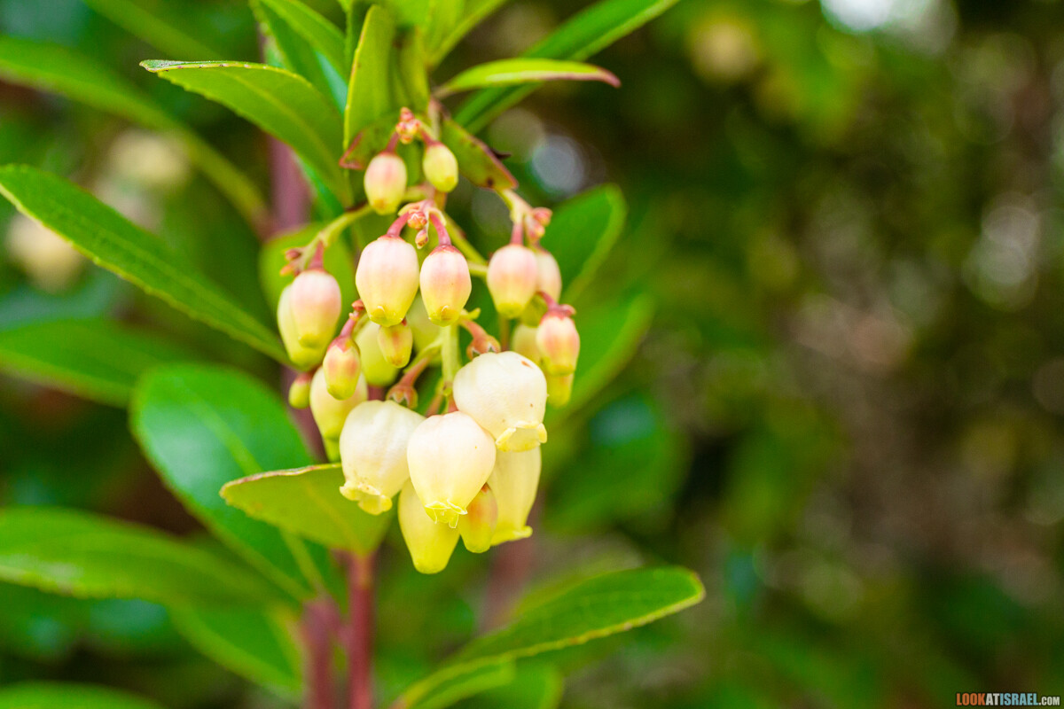 Ботанический сад Иерусалима, весна и цветение | LookAtIsrael.com - Фото путешествия по Израилю