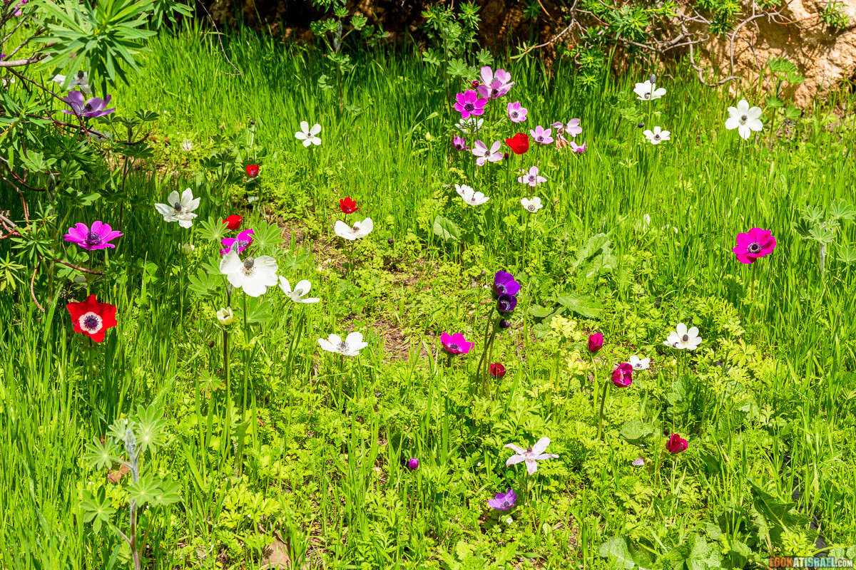 Ботанический сад Иерусалима, весна и цветение | LookAtIsrael.com - Фото путешествия по Израилю
