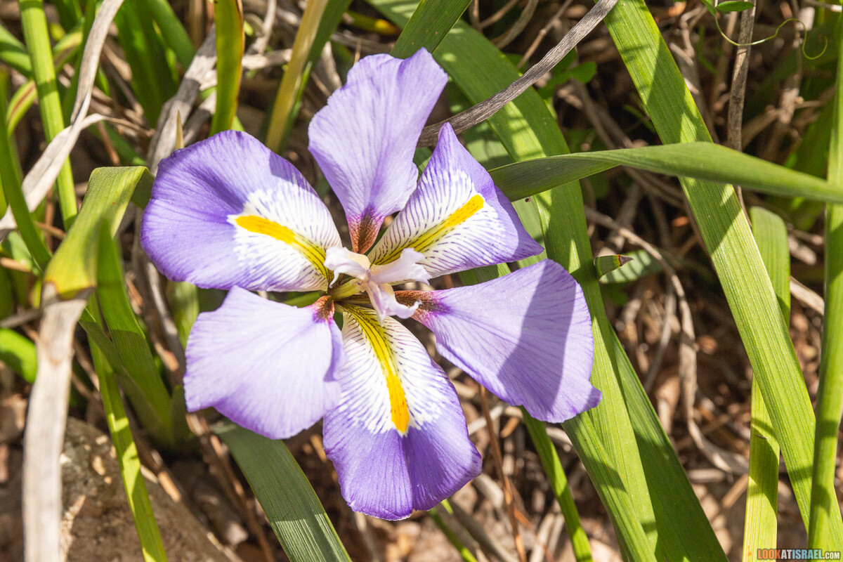 Ботанический сад Иерусалима, весна и цветение | LookAtIsrael.com - Фото путешествия по Израилю