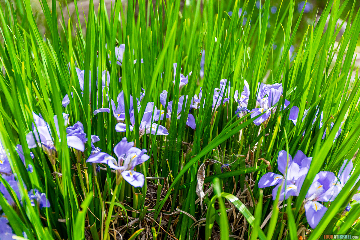 Ботанический сад Иерусалима, весна и цветение | LookAtIsrael.com - Фото путешествия по Израилю