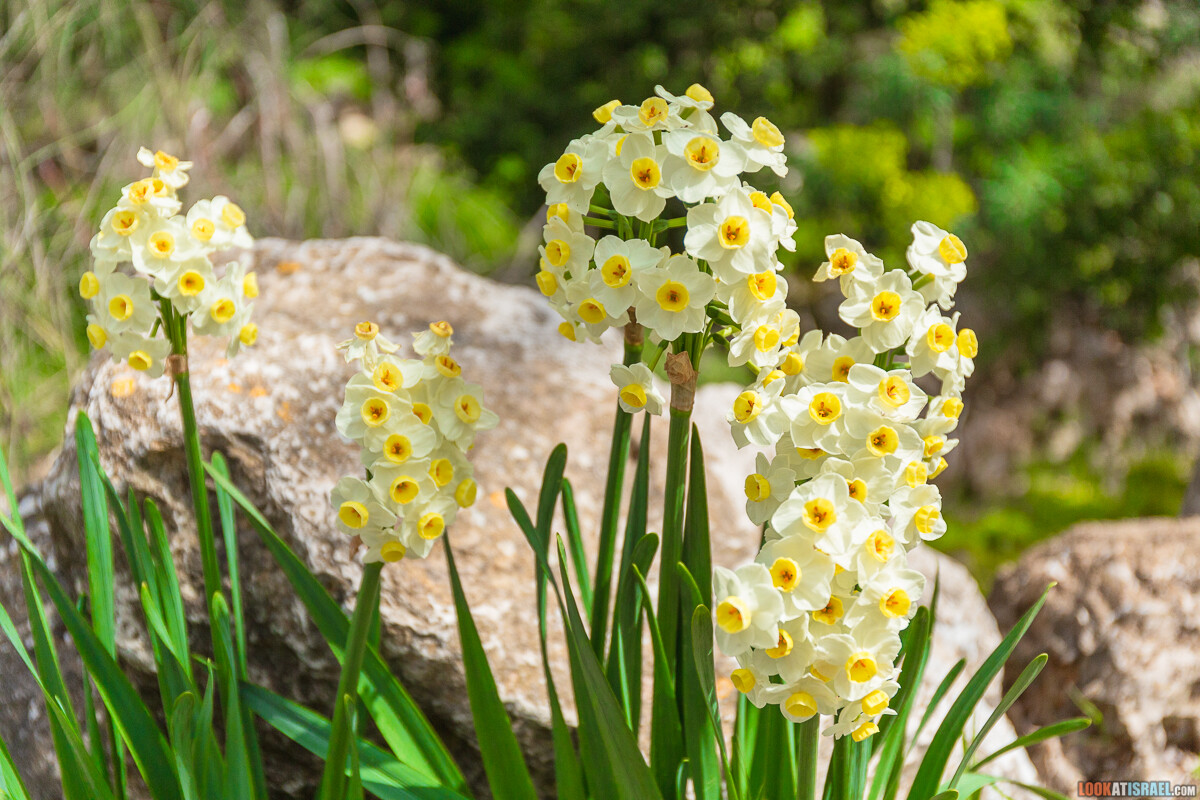 Ботанический сад Иерусалима, весна и цветение | LookAtIsrael.com - Фото путешествия по Израилю