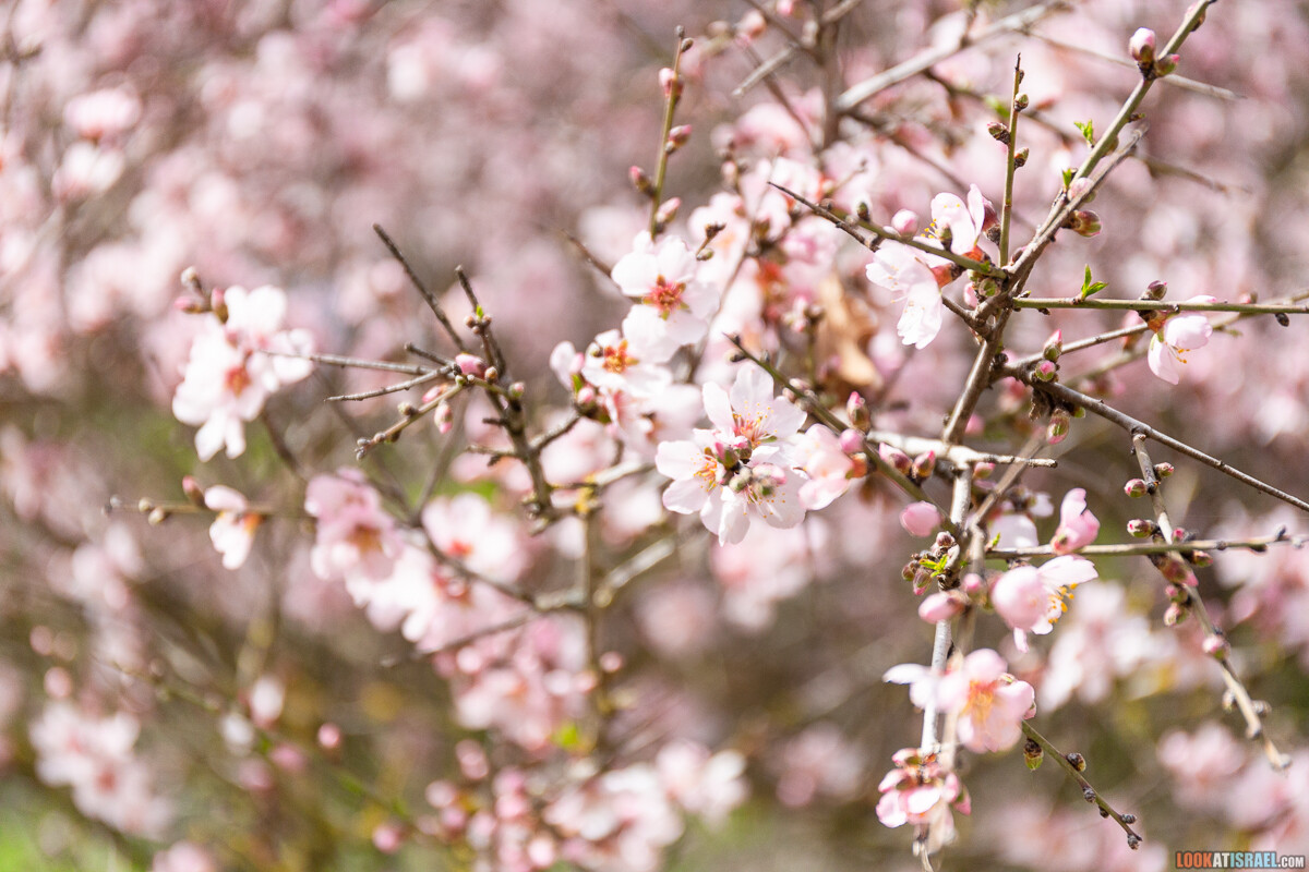 Ботанический сад Иерусалима, весна и цветение | LookAtIsrael.com - Фото путешествия по Израилю