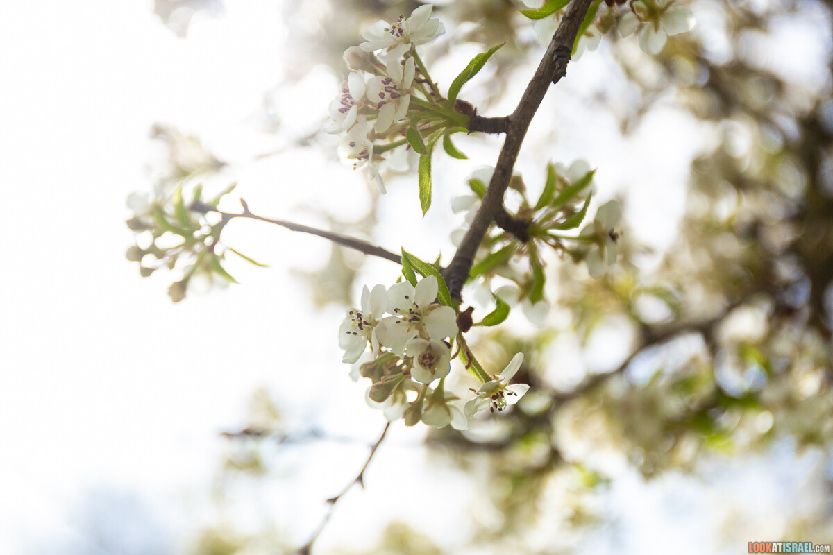 Ботанический сад Иерусалима, весна и цветение | LookAtIsrael.com - Фото путешествия по Израилю