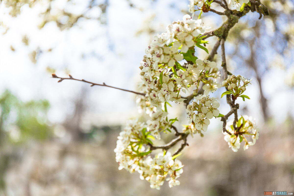 Ботанический сад Иерусалима, весна и цветение | LookAtIsrael.com - Фото путешествия по Израилю