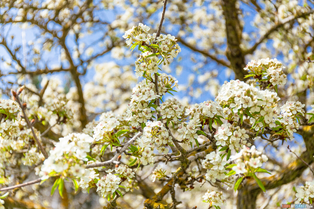 Ботанический сад Иерусалима, весна и цветение | LookAtIsrael.com - Фото путешествия по Израилю
