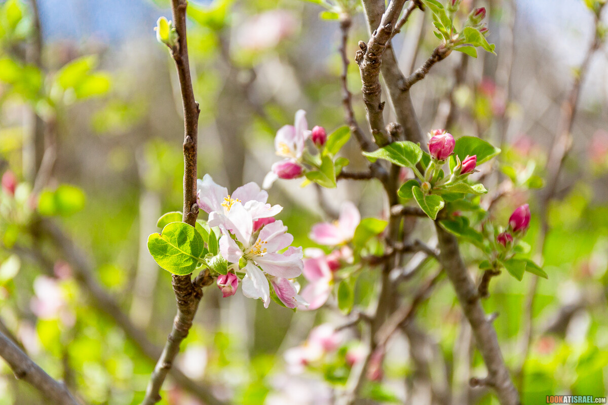Ботанический сад Иерусалима, весна и цветение | LookAtIsrael.com - Фото путешествия по Израилю
