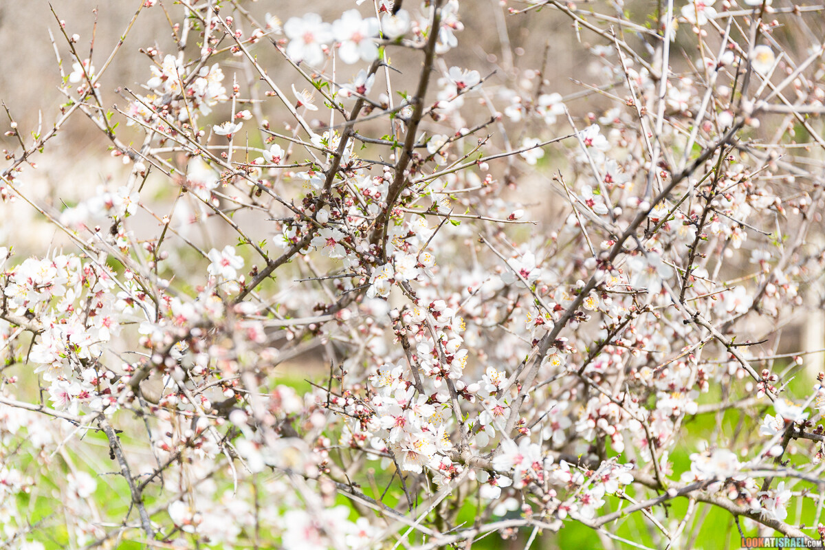 Ботанический сад Иерусалима, весна и цветение | LookAtIsrael.com - Фото путешествия по Израилю