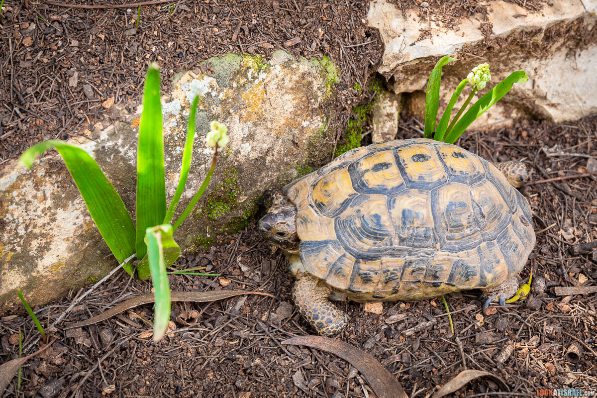 Ботанический сад Иерусалима, весна и цветение | LookAtIsrael.com - Фото путешествия по Израилю