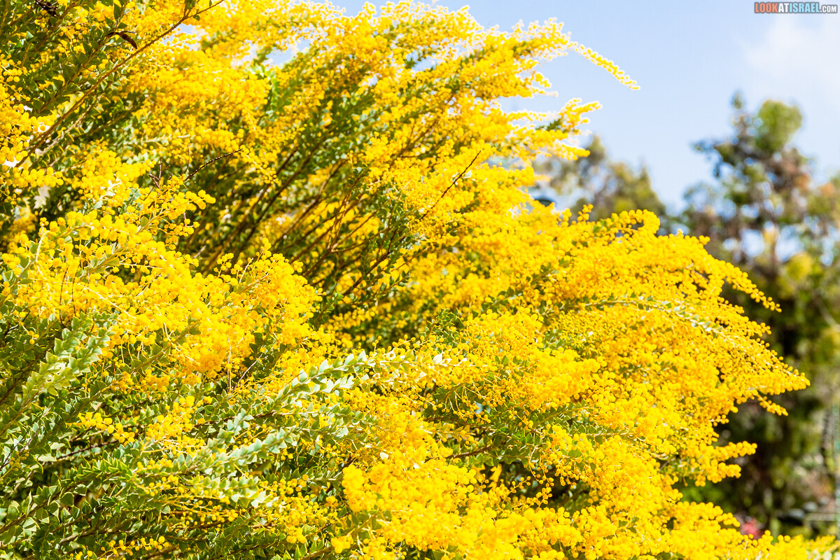 Ботанический сад Иерусалима, весна и цветение | LookAtIsrael.com - Фото путешествия по Израилю