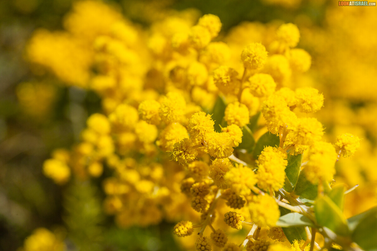 Ботанический сад Иерусалима, весна и цветение | LookAtIsrael.com - Фото путешествия по Израилю