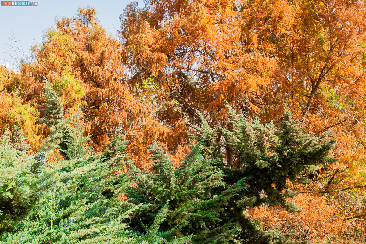 Ботанический сад Иерусалима, весна и цветение | LookAtIsrael.com - Фото путешествия по Израилю