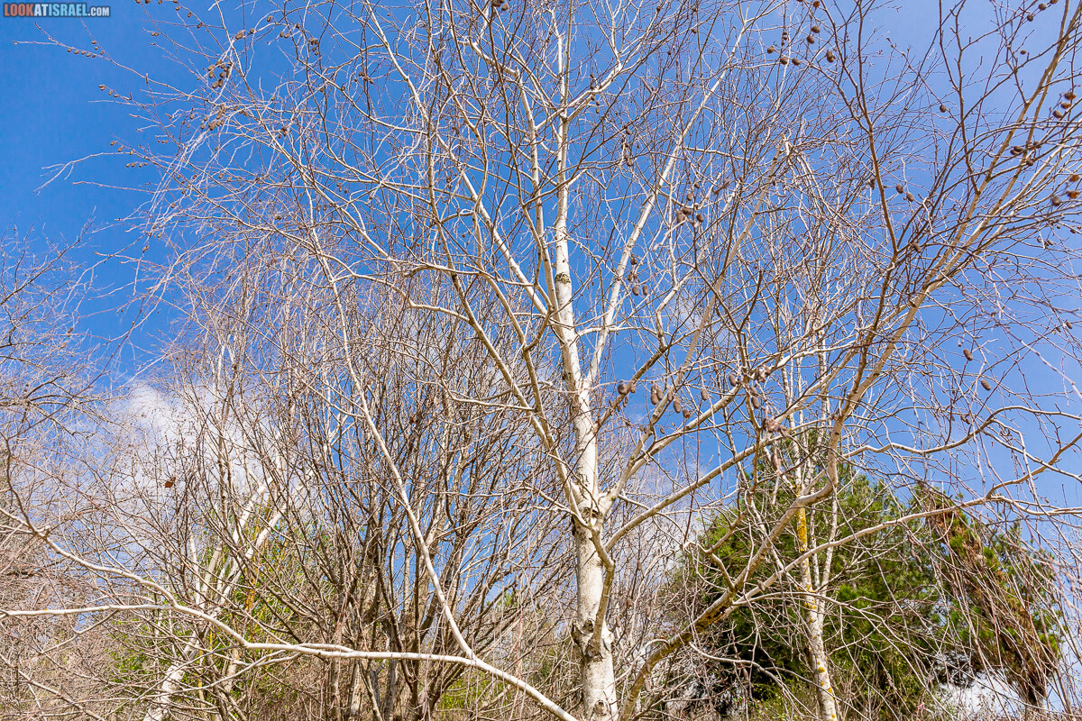 Ботанический сад Иерусалима, весна и цветение | LookAtIsrael.com - Фото путешествия по Израилю