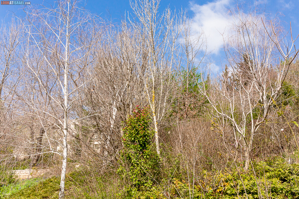 Ботанический сад Иерусалима, весна и цветение | LookAtIsrael.com - Фото путешествия по Израилю