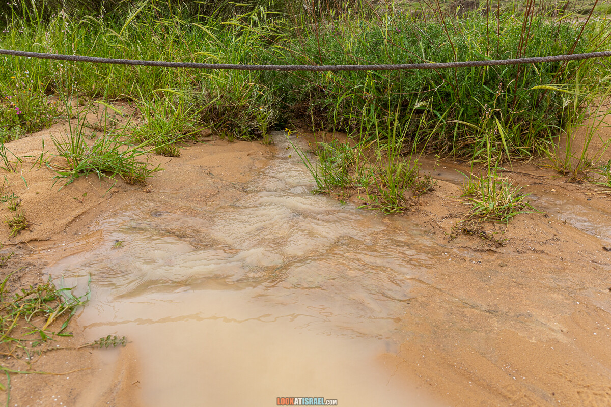 Ирис Йерухам | אירוס ירוחם | LookAtIsrael.com - Фото путешествия по Израилю