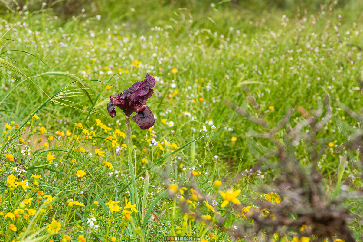 Ирис Йерухам | אירוס ירוחם | LookAtIsrael.com - Фото путешествия по Израилю