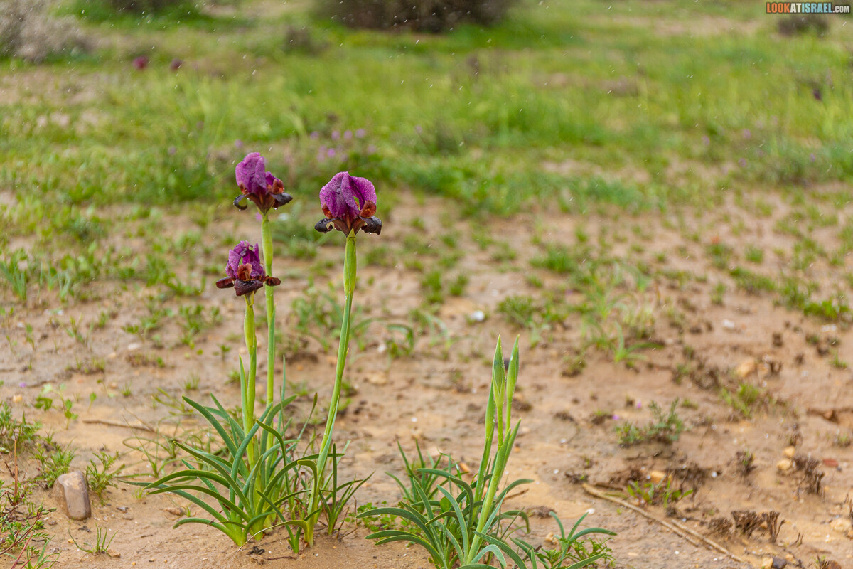 Ирис Йерухам | אירוס ירוחם | LookAtIsrael.com - Фото путешествия по Израилю