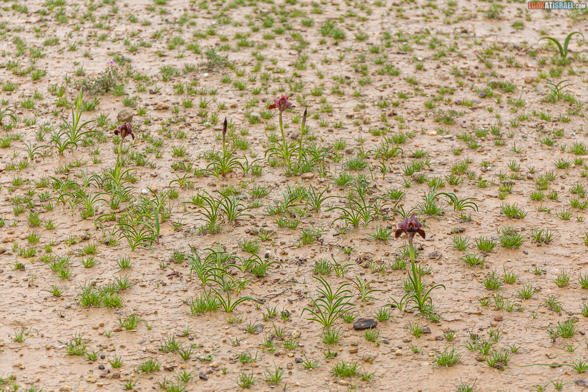 Ирис Йерухам | אירוס ירוחם | LookAtIsrael.com - Фото путешествия по Израилю