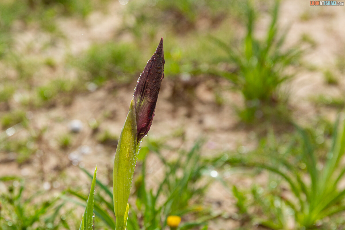 Ирис Йерухам | אירוס ירוחם | LookAtIsrael.com - Фото путешествия по Израилю