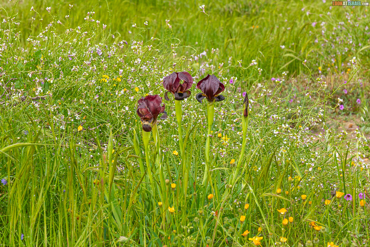Ирис Йерухам | אירוס ירוחם | LookAtIsrael.com - Фото путешествия по Израилю