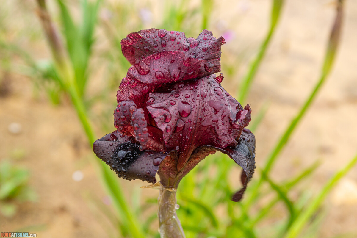 Ирис Йерухам | אירוס ירוחם | LookAtIsrael.com - Фото путешествия по Израилю