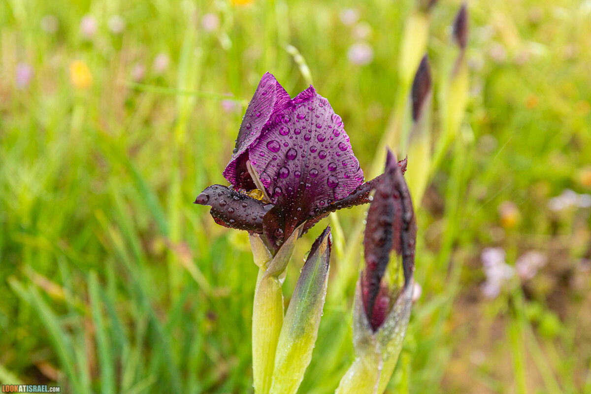 Ирис Йерухам | אירוס ירוחם | LookAtIsrael.com - Фото путешествия по Израилю