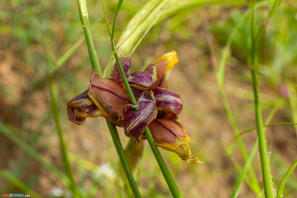 Ирис Йерухам | אירוס ירוחם | LookAtIsrael.com - Фото путешествия по Израилю