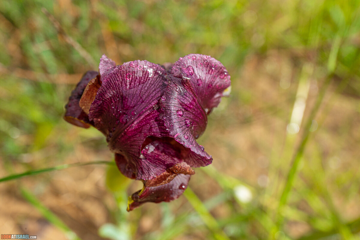 Ирис Йерухам | אירוס ירוחם | LookAtIsrael.com - Фото путешествия по Израилю