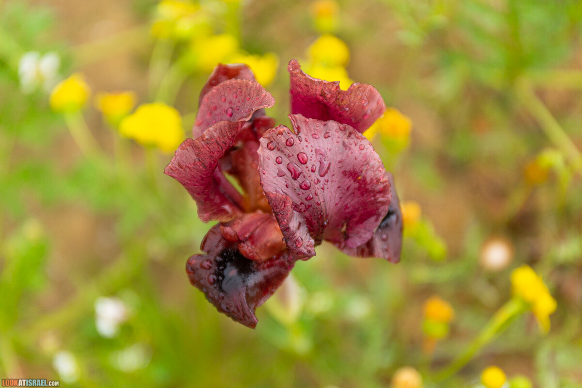 Ирис Йерухам | אירוס ירוחם | LookAtIsrael.com - Фото путешествия по Израилю