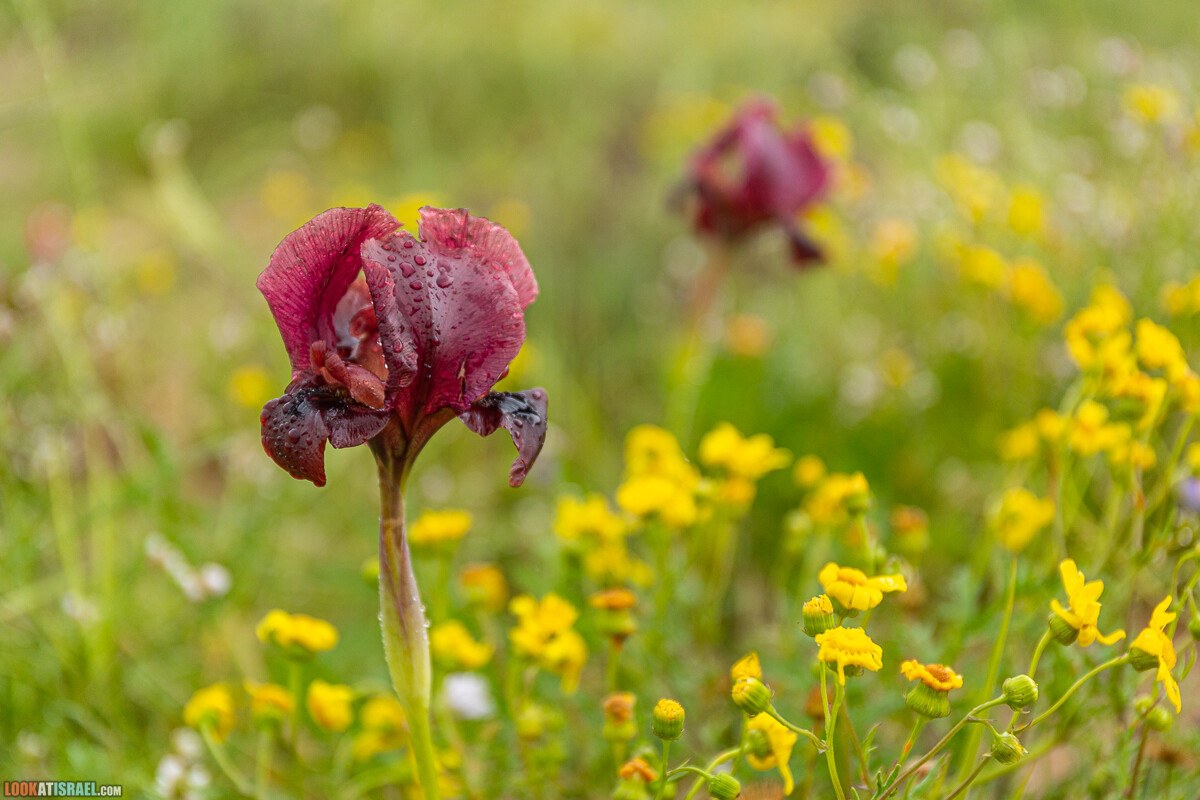 Ирис Йерухам | אירוס ירוחם | LookAtIsrael.com - Фото путешествия по Израилю