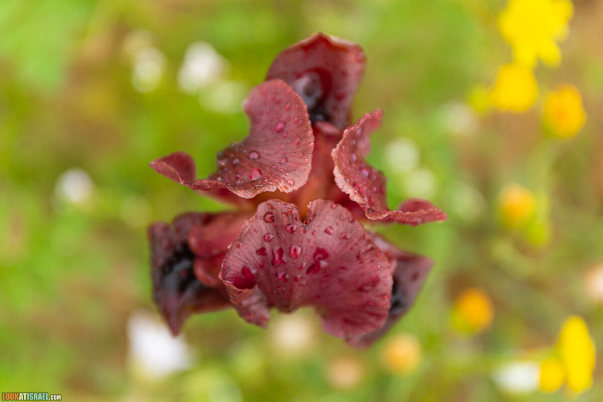 Ирис Йерухам | אירוס ירוחם | LookAtIsrael.com - Фото путешествия по Израилю