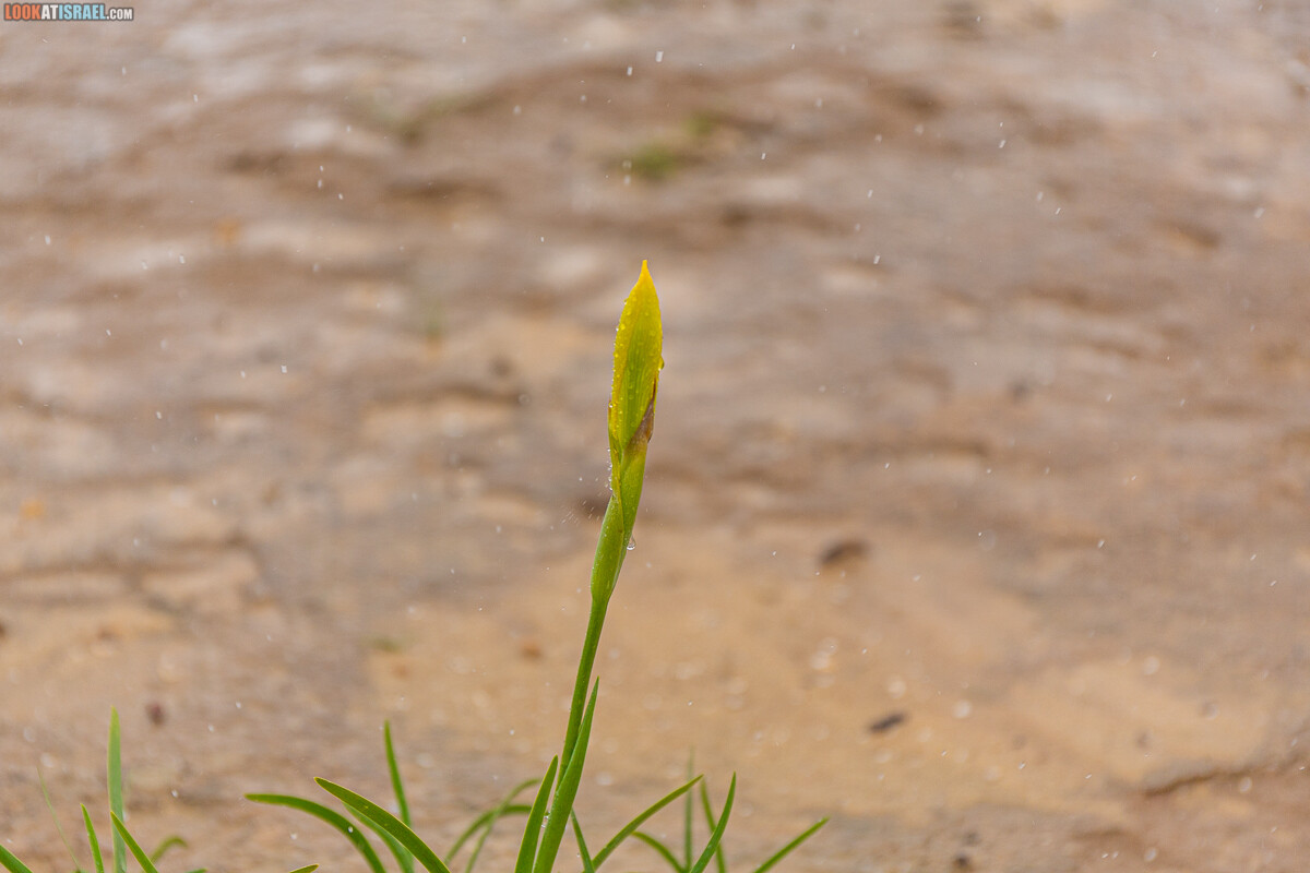 Ирис Йерухам | אירוס ירוחם | LookAtIsrael.com - Фото путешествия по Израилю