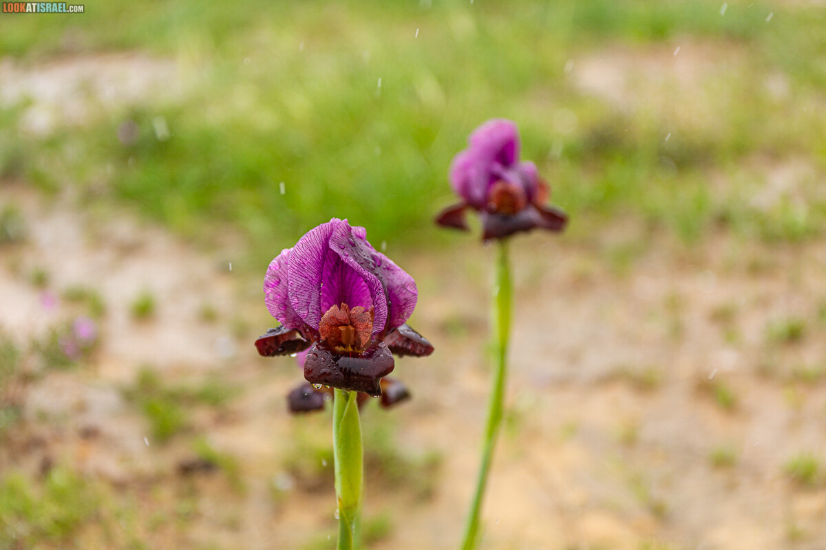 Ирис Йерухам | אירוס ירוחם | LookAtIsrael.com - Фото путешествия по Израилю