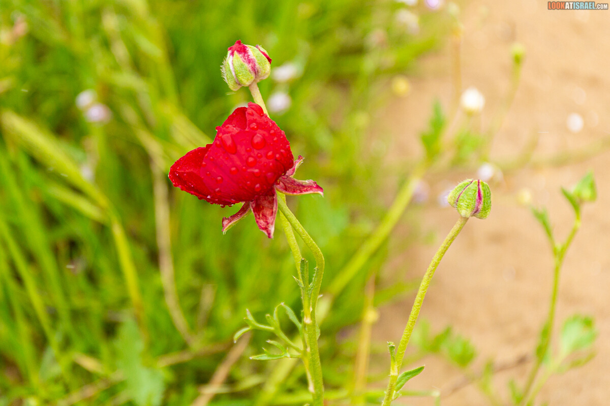 Наводнение ручья Цин | LookAtIsrael.com - Фото путешествия по Израилю