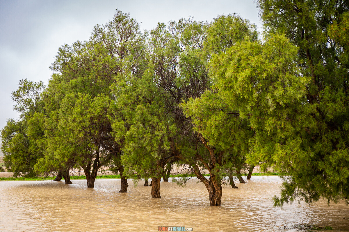 Наводнение ручья Цин | LookAtIsrael.com - Фото путешествия по Израилю