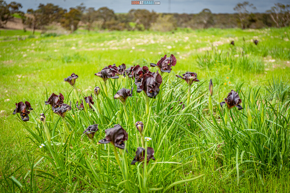 Черный (смуглый) Ирис | אירוס שחום | LookAtIsrael.com - Фото путешествия по Израилю