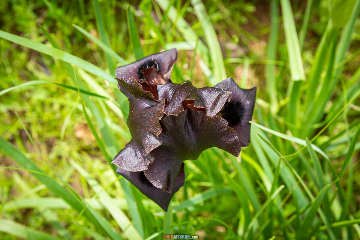 Черный (смуглый) Ирис | אירוס שחום | LookAtIsrael.com - Фото путешествия по Израилю