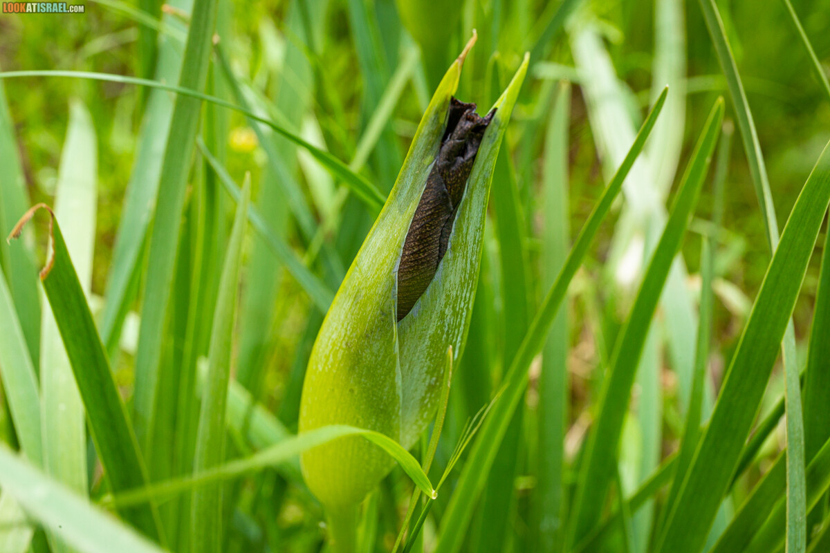 Черный (смуглый) Ирис | אירוס שחום | LookAtIsrael.com - Фото путешествия по Израилю