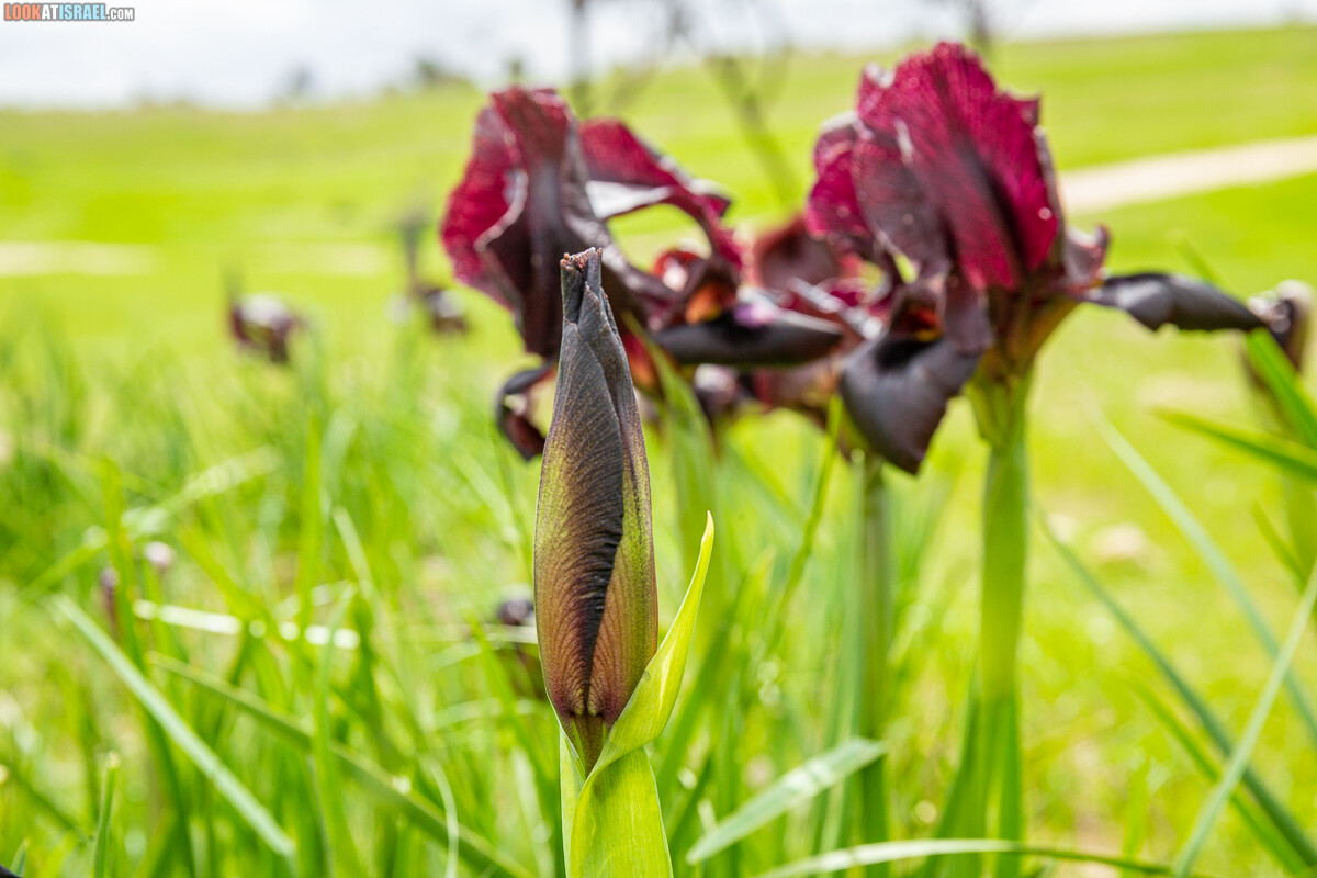 Черный (смуглый) Ирис | אירוס שחום | LookAtIsrael.com - Фото путешествия по Израилю