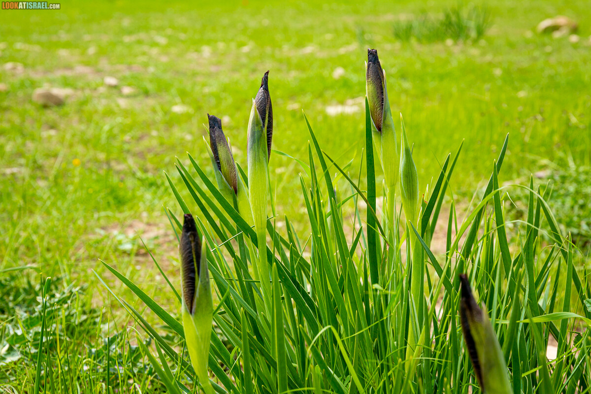 Черный (смуглый) Ирис | אירוס שחום | LookAtIsrael.com - Фото путешествия по Израилю