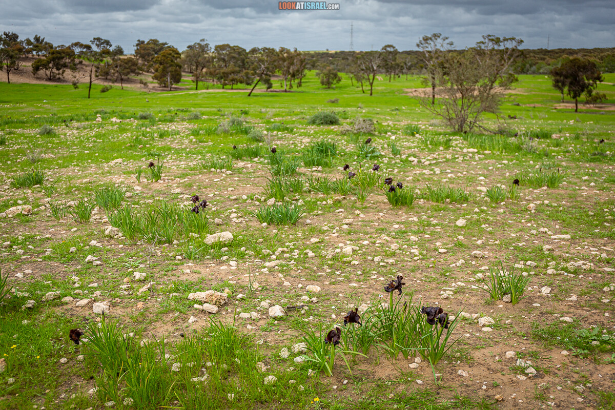 Черный (смуглый) Ирис | אירוס שחום | LookAtIsrael.com - Фото путешествия по Израилю