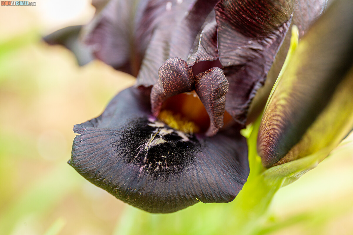 Черный (смуглый) Ирис | אירוס שחום | LookAtIsrael.com - Фото путешествия по Израилю