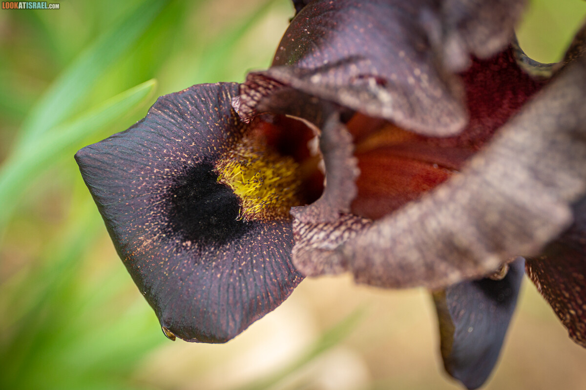 Черный (смуглый) Ирис | אירוס שחום | LookAtIsrael.com - Фото путешествия по Израилю