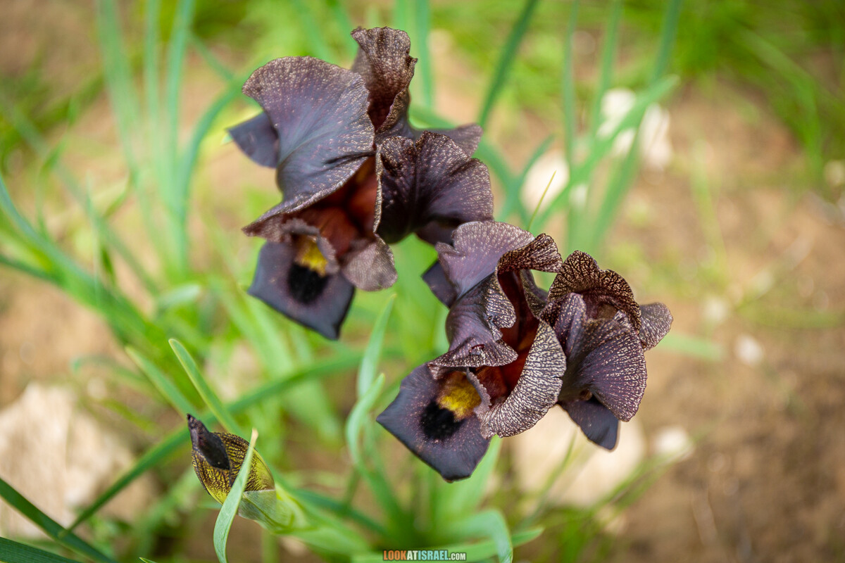 Черный (смуглый) Ирис | אירוס שחום | LookAtIsrael.com - Фото путешествия по Израилю