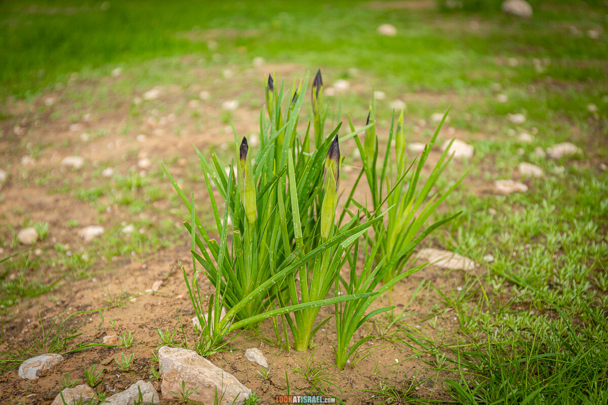 Черный (смуглый) Ирис | אירוס שחום | LookAtIsrael.com - Фото путешествия по Израилю