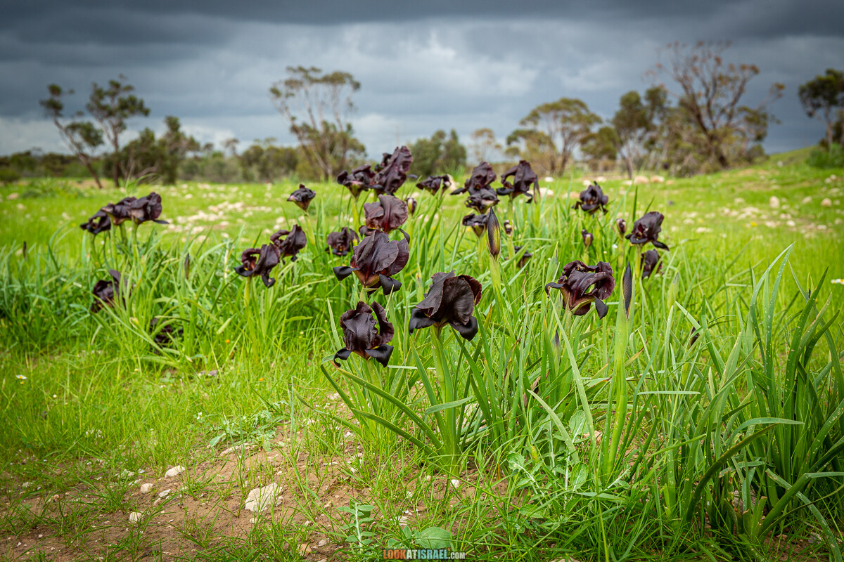 Черный (смуглый) Ирис | אירוס שחום | LookAtIsrael.com - Фото путешествия по Израилю