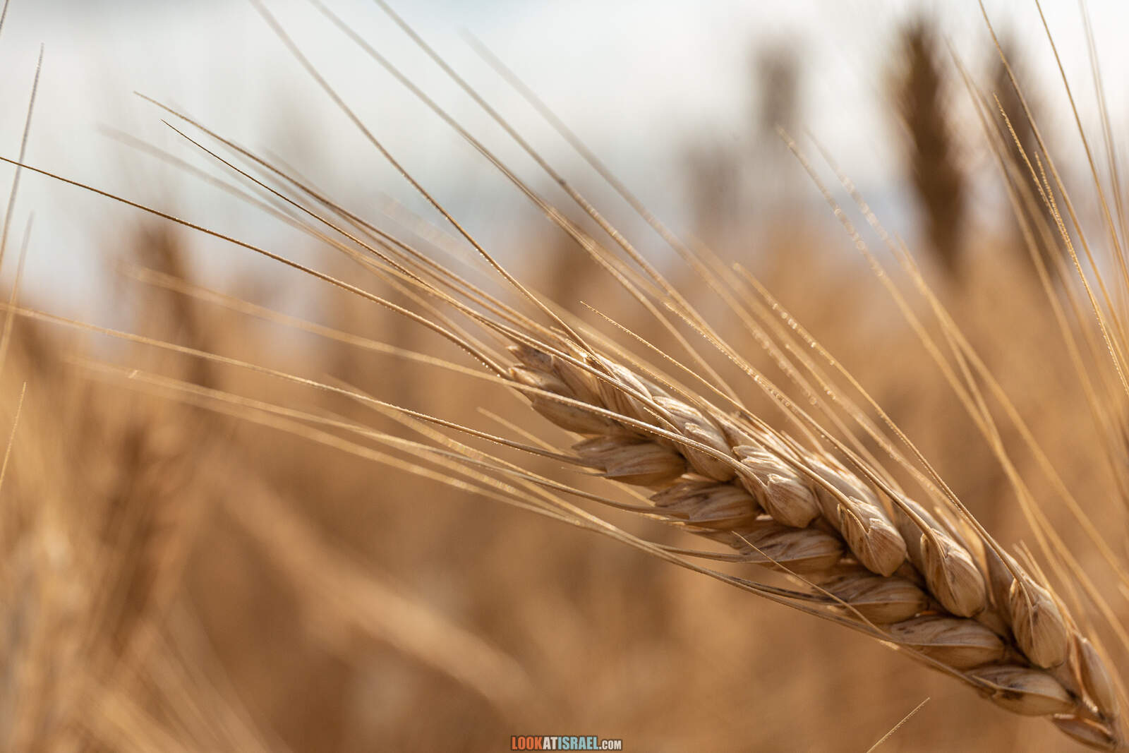 Первая вылазка на природу после месяца карантина. Тель Гезер | LookAtIsrael.com - Фото путешествия по Израилю